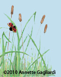 Reeds